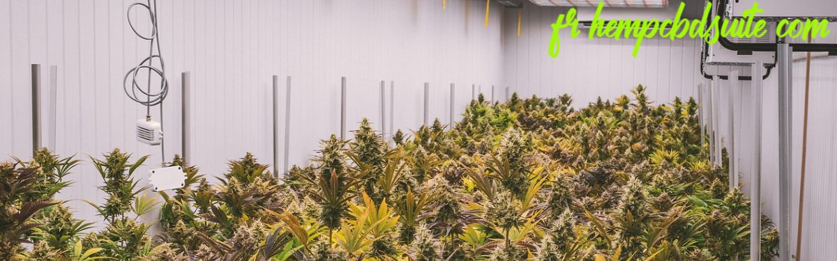 fr.hempcbdsuite.com